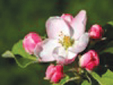 Winchester Apple Blossom